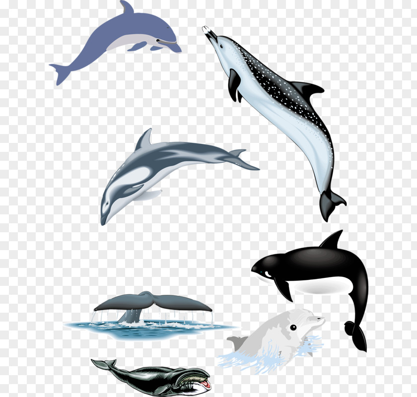 Five Dolphins Common Bottlenose Dolphin Tucuxi Short-beaked White-beaked Wholphin PNG