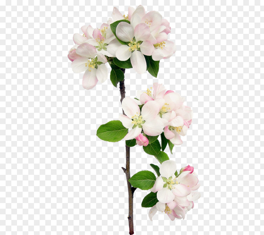Flower Floral Design Petal Blossom PNG
