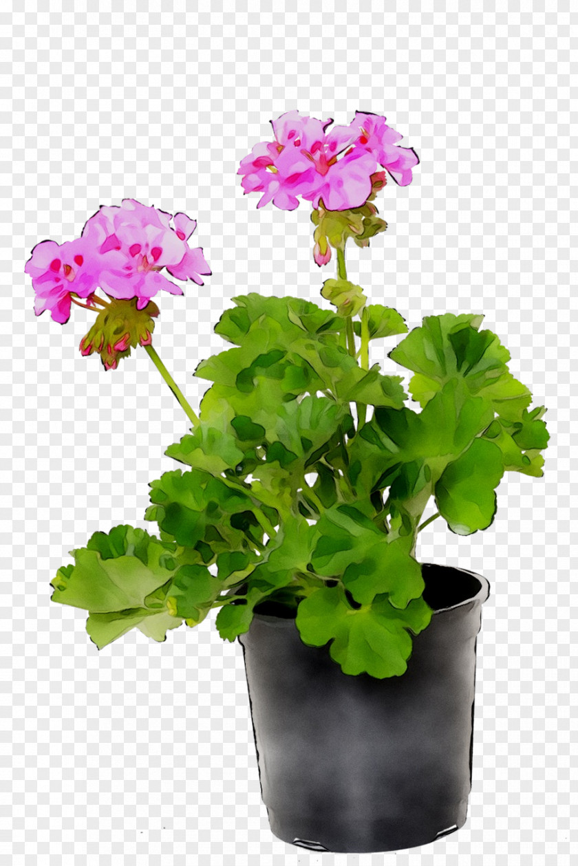 Flowerpot Houseplant Annual Plant Geraniums Primrose PNG