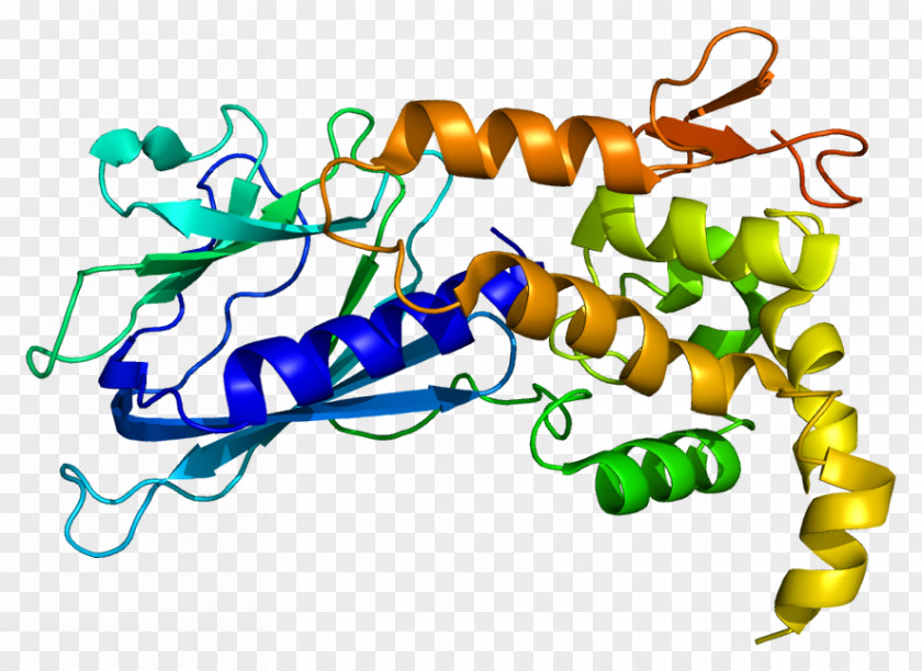 Lyase NEIL1 DNA Glycosylase Base Excision Repair Protein Gene PNG