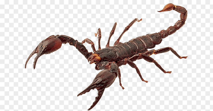 Scorpion Sting PNG