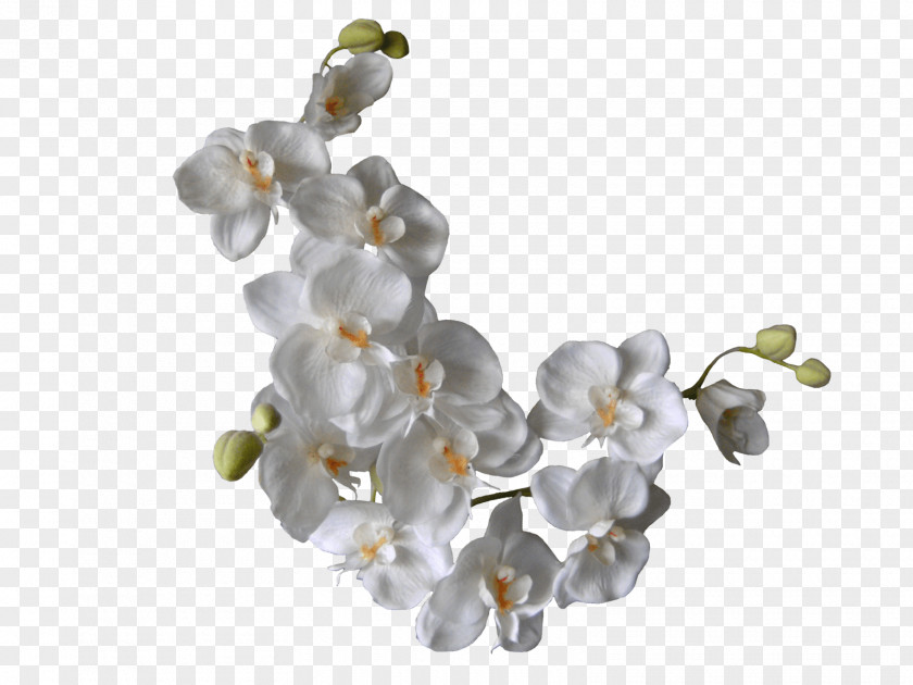 White Flower Orchids Clip Art PNG