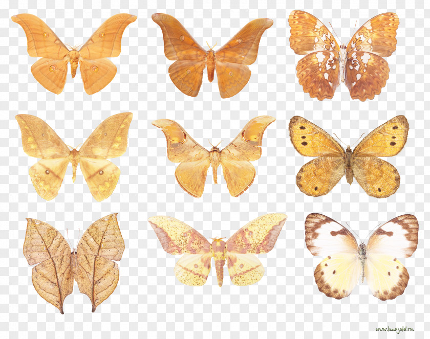 Gold Butterfly Decoration Monarch Bombycidae Nymphalidae Butterflies And Moths PNG