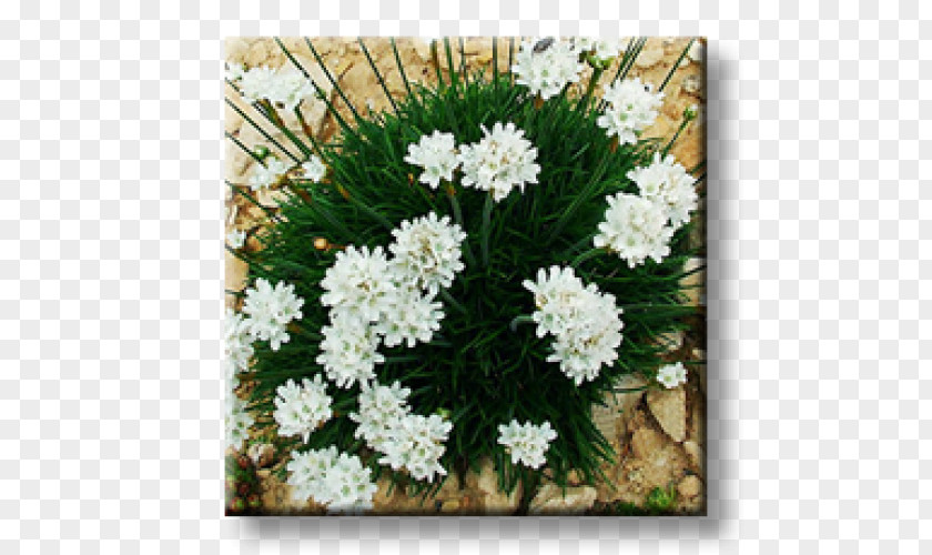 Plant Evergreen Candytuft Armeria Maritima Perennial Rock Garden Ornamental PNG