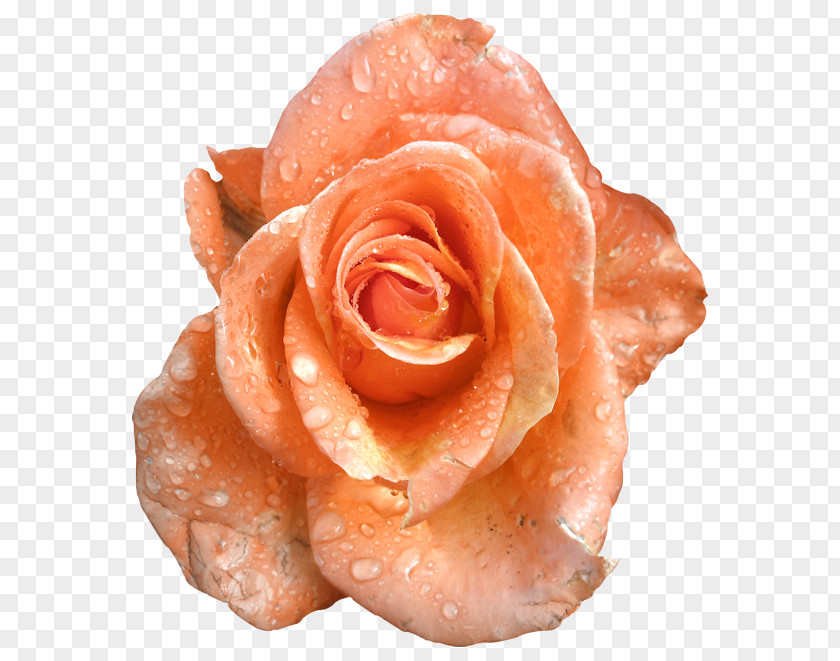 Rose Garden Roses Paper Clip Art PNG