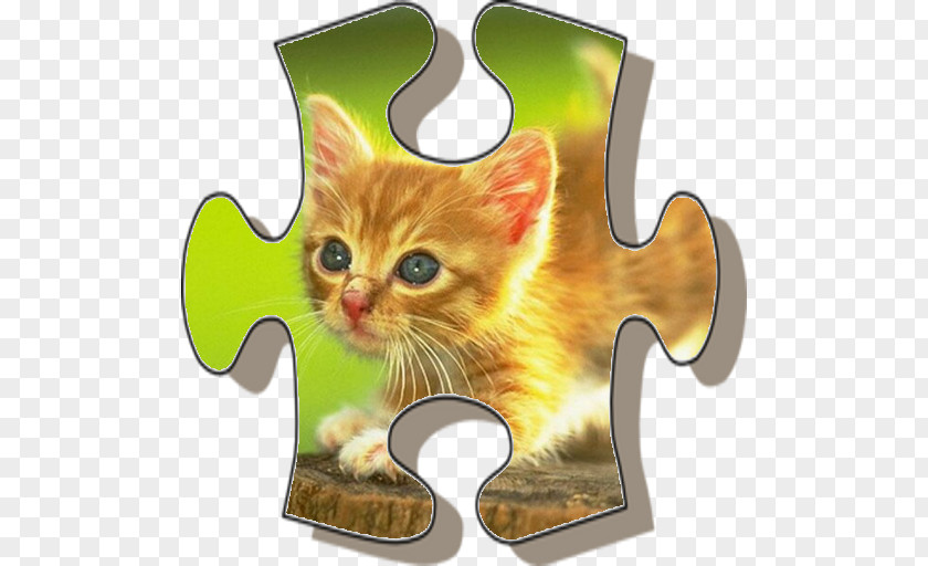 Cat Kitten Desktop Wallpaper PNG