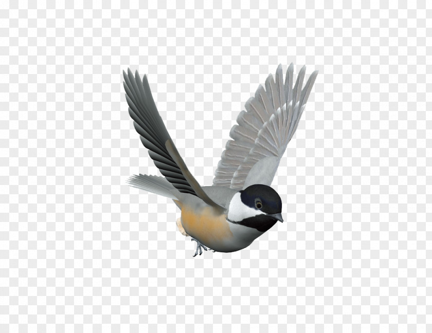 Flying Bird Control Spike Columbidae Domestic Pigeon Kuruca PNG