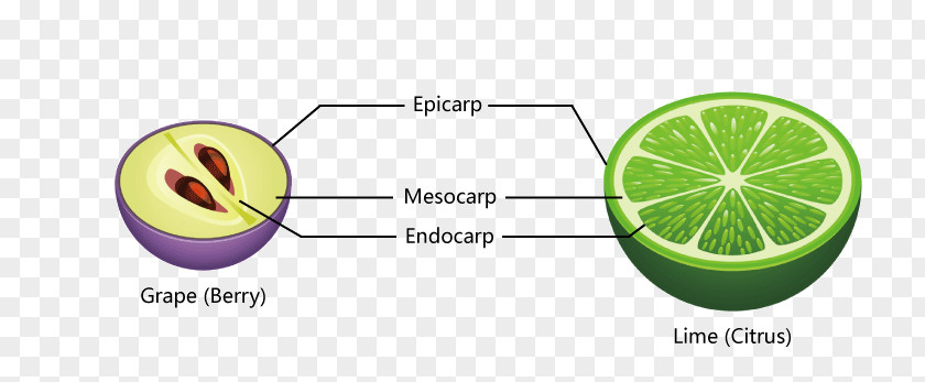 Fruit Anatomy Lime Oplodie Egzokarp Grape Berry PNG