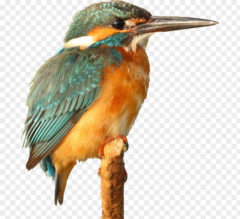 Large Birds Bird Kingfisher Clip Art PNG