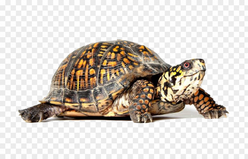 Turtle PNG