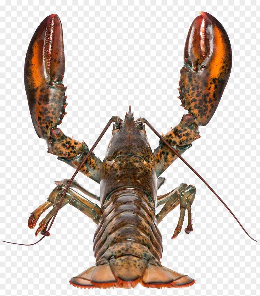 American Lobster Homarus Gammarus Seafood Palinurus Elephas Crab PNG lobster gammarus elephas Crab, Australian clipart PNG