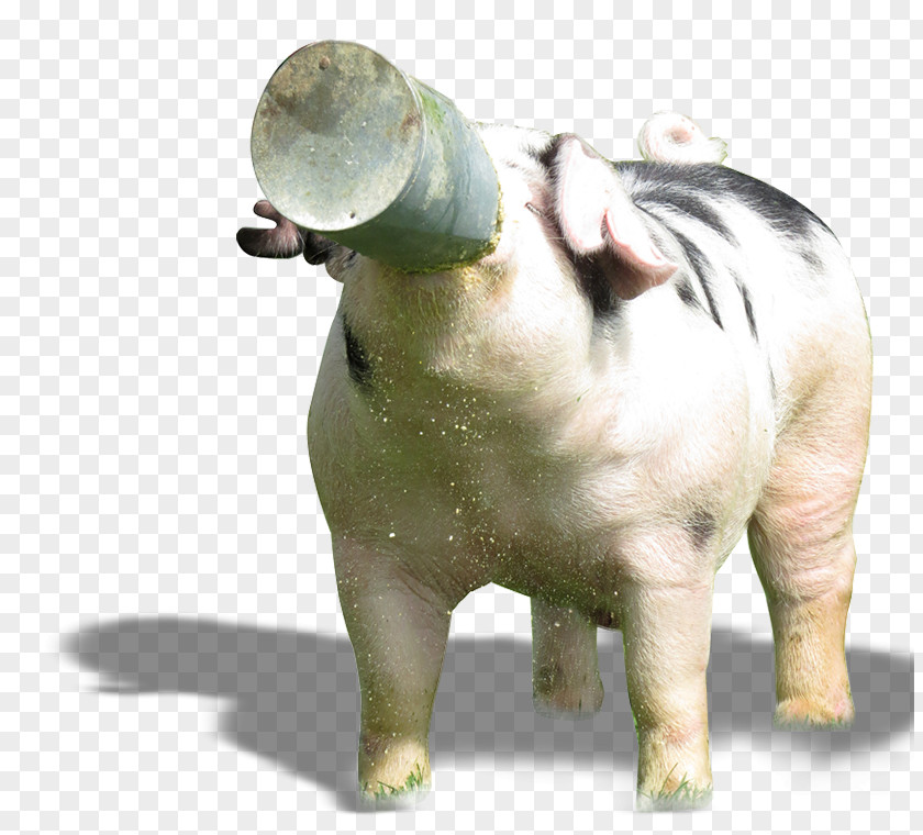 Domestic Pig Mammal Animal Genetics Snout PNG