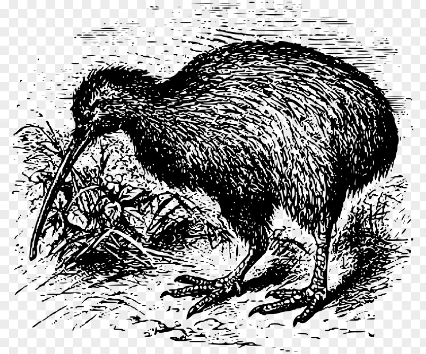 Kiwi New Zealand Bird Goose T-shirt Southern Brown PNG
