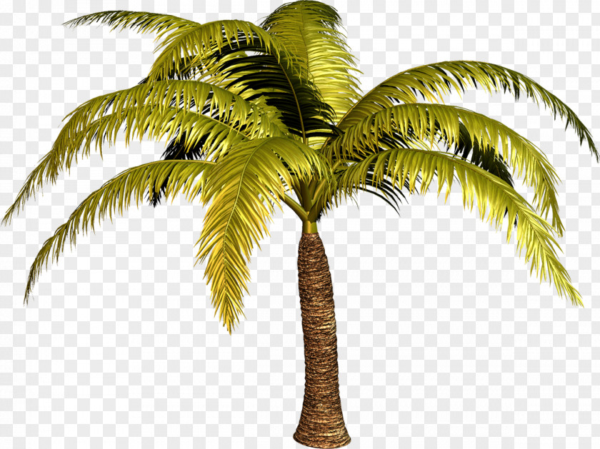 Palm Tree Arecaceae Plant Clip Art PNG