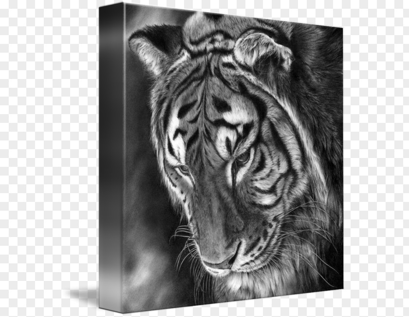 Tiger Lion Whiskers Gallery Wrap /m/02csf PNG