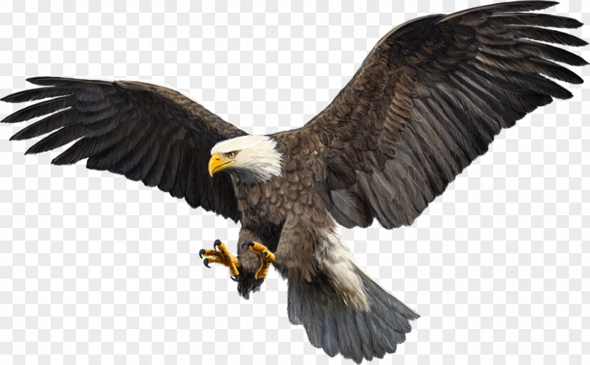 Bird Bald Eagle Hawk Par Sefid PNG