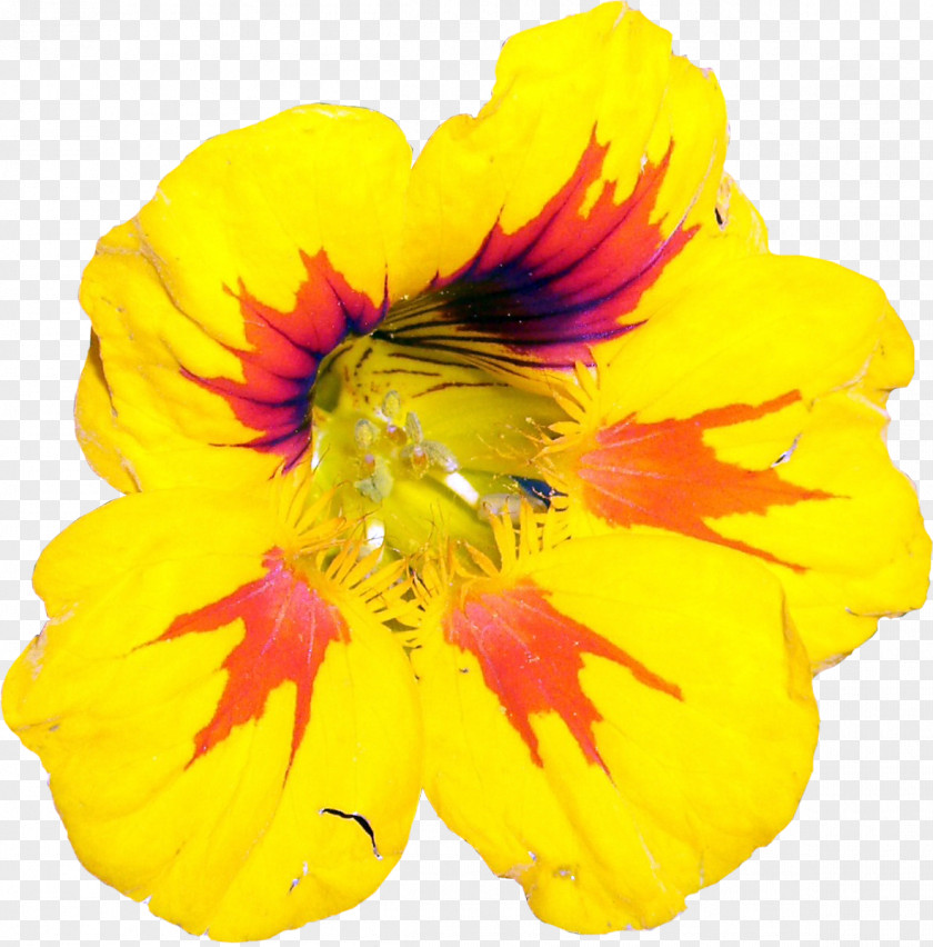 Flower Yellow Tropaeolum Majus Plant Codariocalyx Motorius PNG