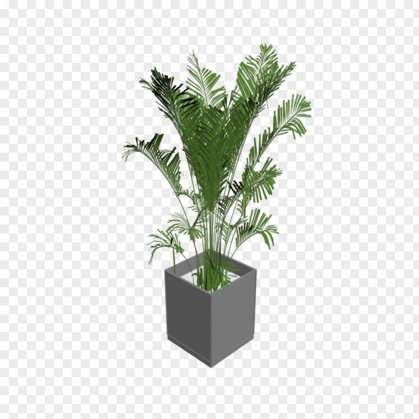 Plant Houseplant Arecaceae Tree Flowerpot PNG