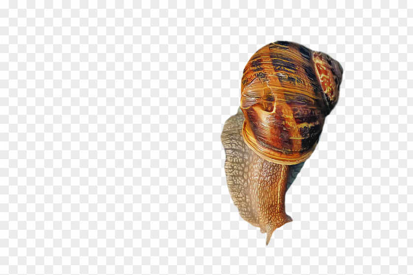Snail Giant African Gastropods Seashell PNG