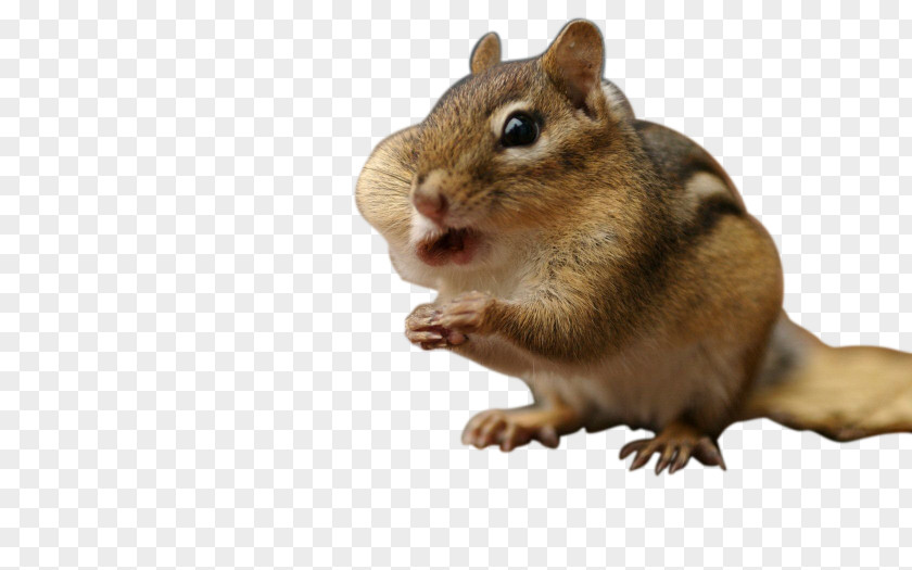 Greedy Squirrel Chipmunk Cat Download PNG