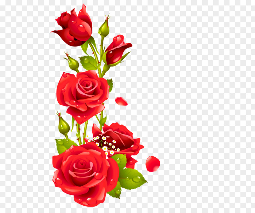 Rose Floral Design Picture Frames PNG