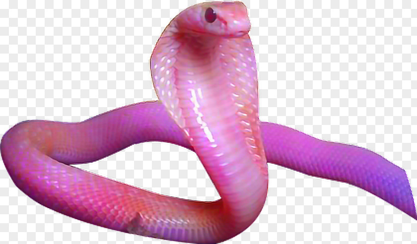 Snake Corn Reptile Sinaloan Milk Aesthetics PNG
