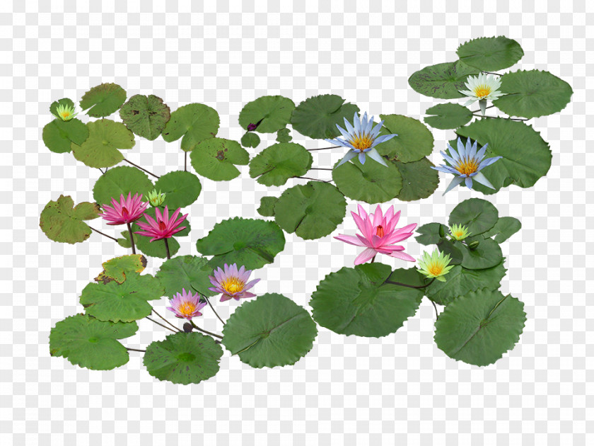 Aquatic Plants Nelumbo Nucifera Pygmy Water-lily Plant Computer File PNG