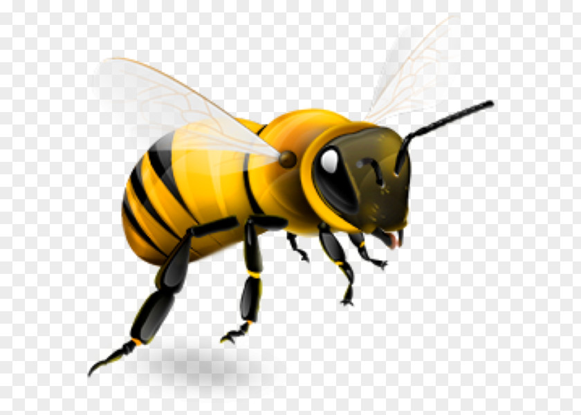 Bee Western Honey Insect Beehive PNG