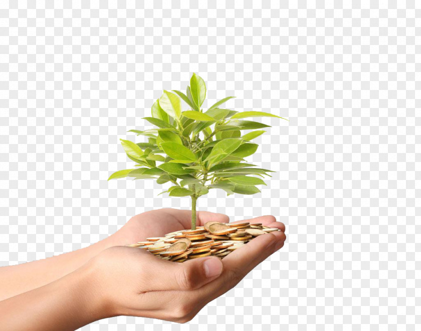 Hands Holding Gold Coins Fat Tree High-definition Deduction Material Money Plant Stock Photography Coin PNG