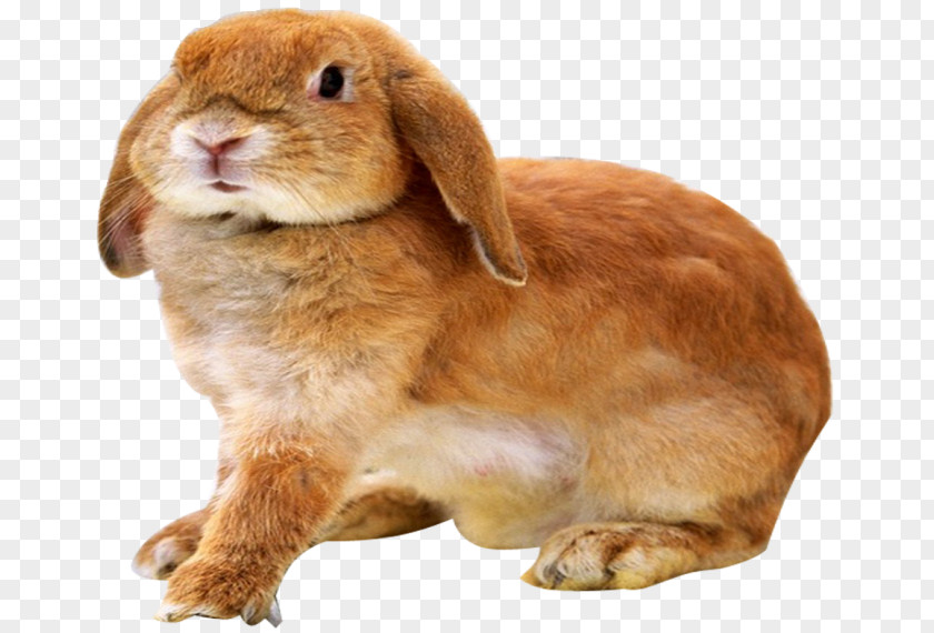 Rabbit Leporids Holland Lop Miniature French PNG
