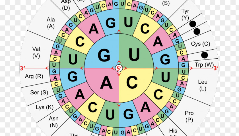 Ring Diagram Translation Genetic Code RNA Amino Acid DNA Codon Table PNG