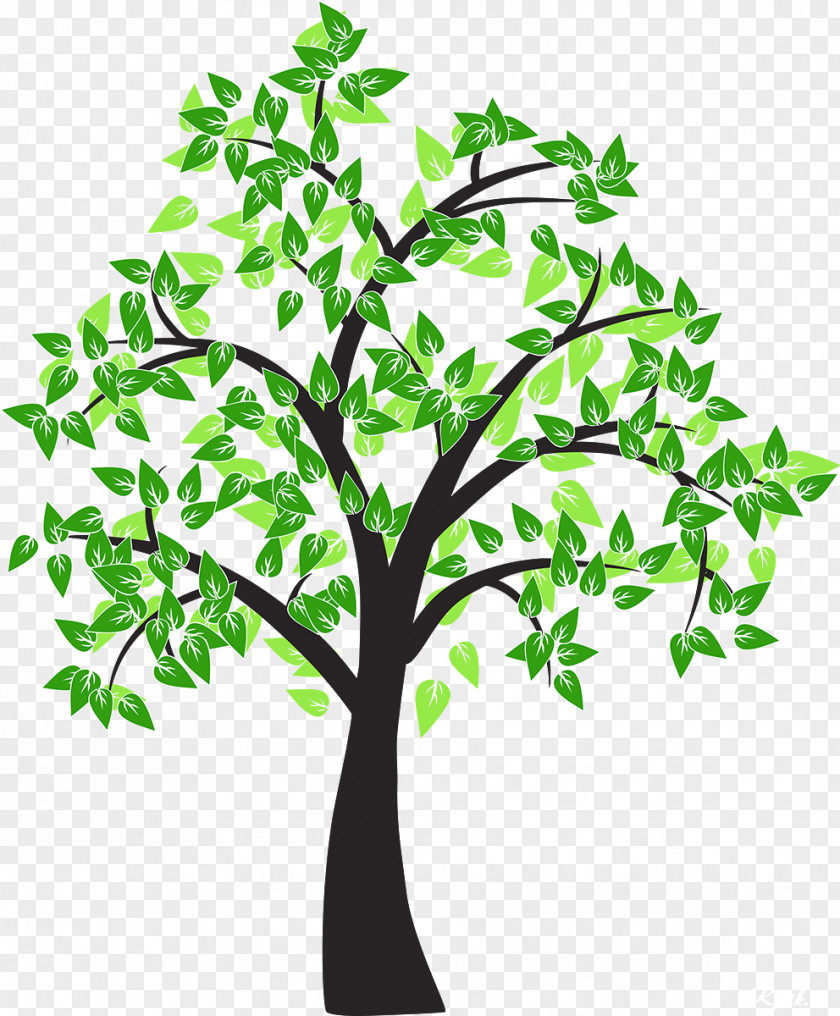 Tree Vector Drawing Cottonwood Leaf PNG