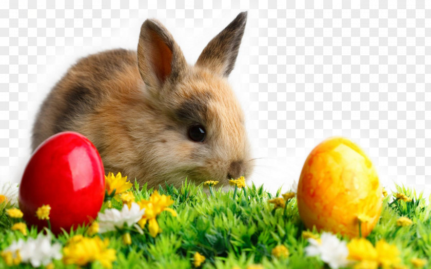 Easter Bunny Wedding Invitation Desktop Wallpaper Rabbit PNG