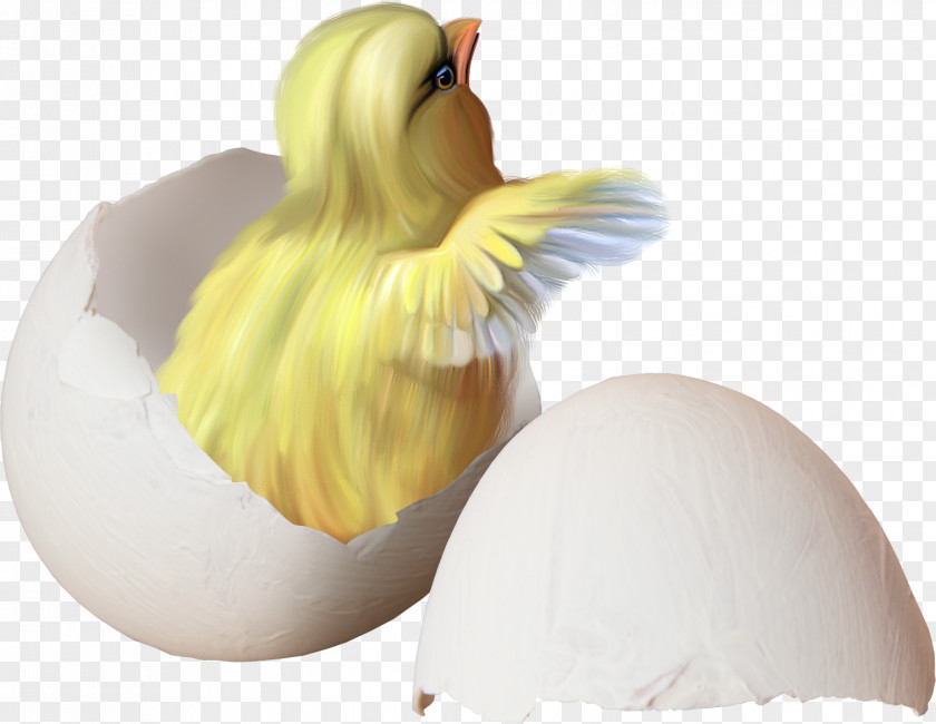 Eggshell Chick Chicken Easter Clip Art PNG