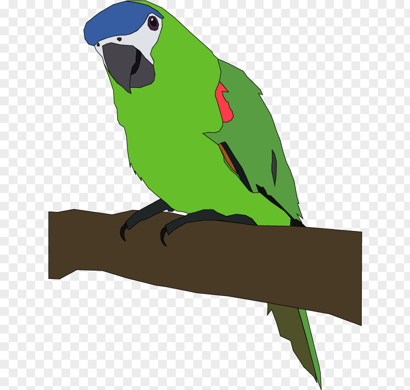 Hand-painted Parrot Bird Free Content Clip Art PNG