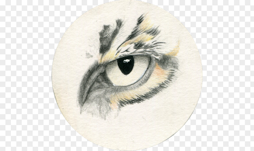 Owl Drawing Realism Sketch PNG