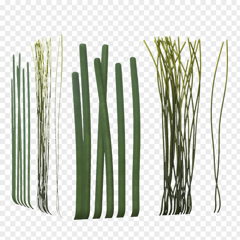 Seaweed Allium Fistulosum Bamboo Welsh Cuisine Plant Stem PNG