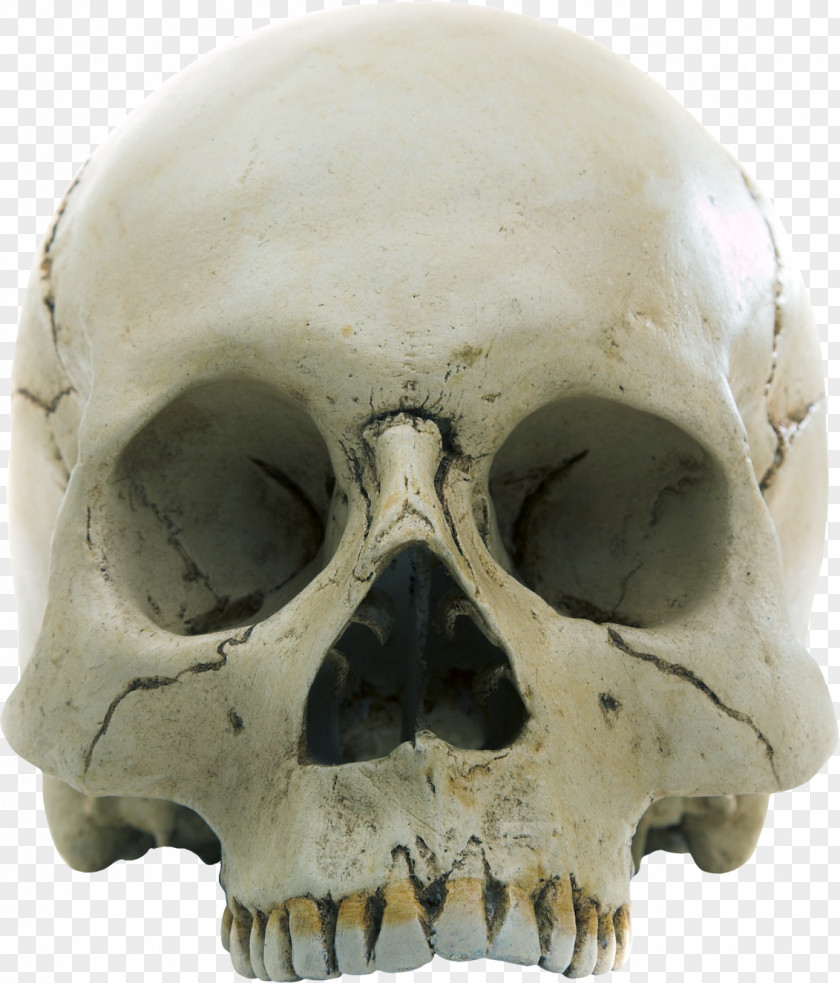 Skull Homo Sapiens Anatomy Skeleton Stock Photography PNG