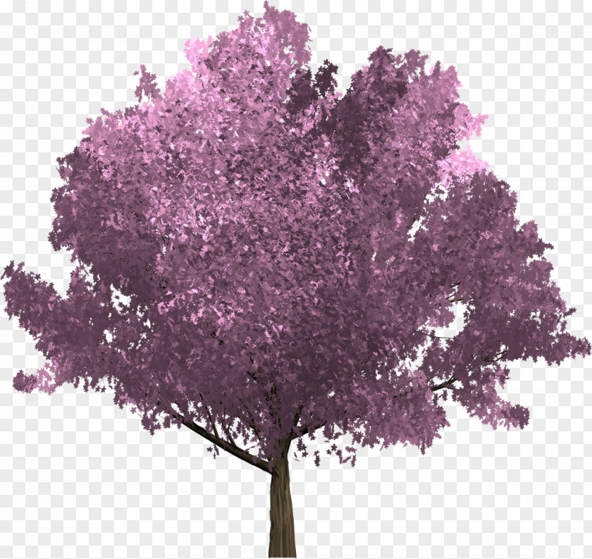 Tree Purple Betula Pubescens Branch Oak PNG