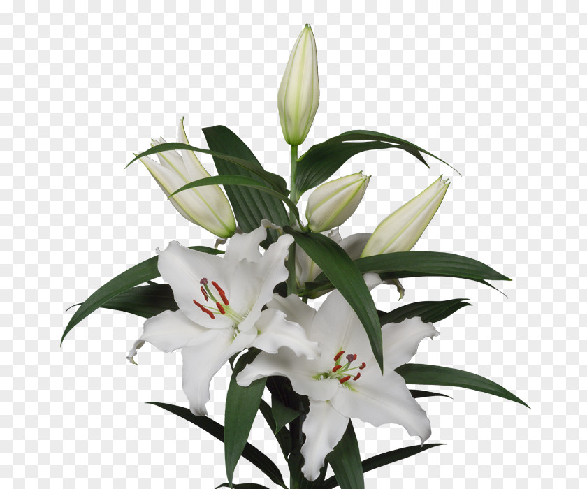 Flower Lilium Cut Flowers Lily 'Stargazer' Floral Design PNG