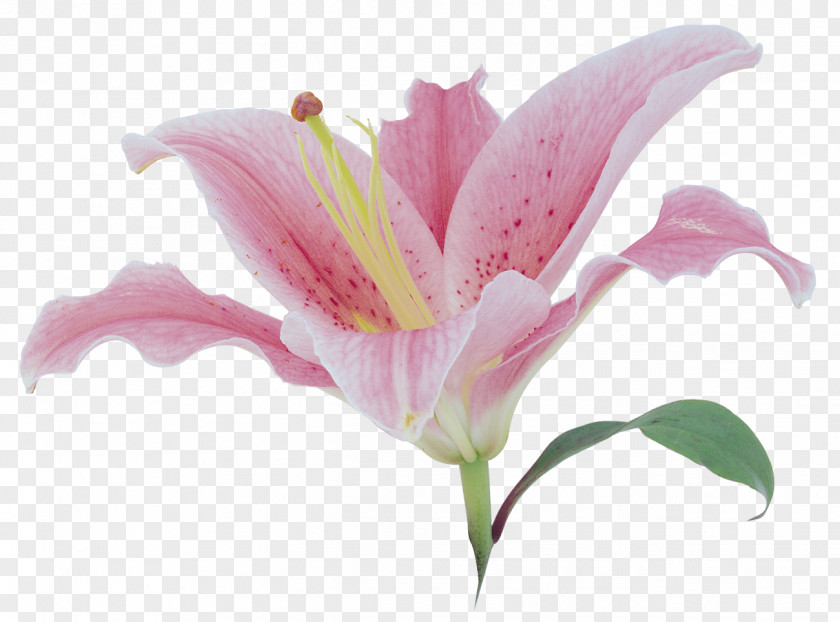 Lily Flower Lilium Download Clip Art PNG