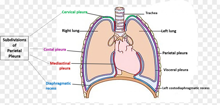 Lined Joint Pulmonary Pleurae Pleural Cavity Anatomy Muscle PNG