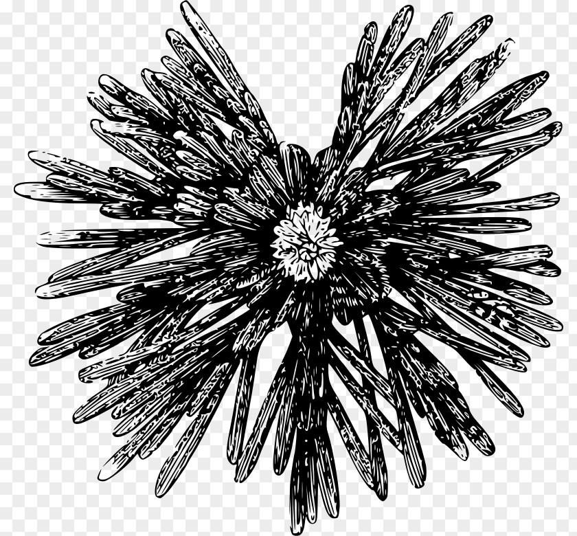 Sea Urchin Clip Art PNG