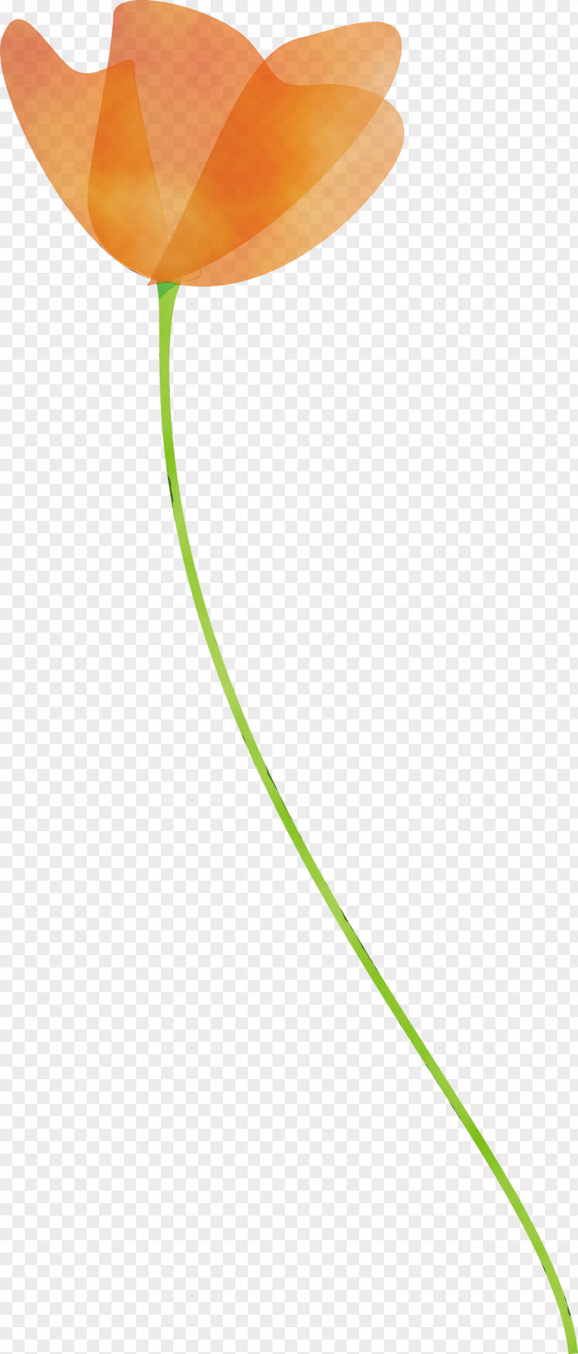 Tulip Plant Flower Stem Pedicel PNG