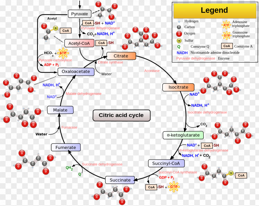 Citric Acid Cycle Cellular Respiration Tricarboxylic Pyruvic PNG