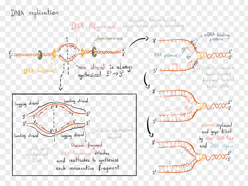 DNA Replication RNA Polymerase PNG