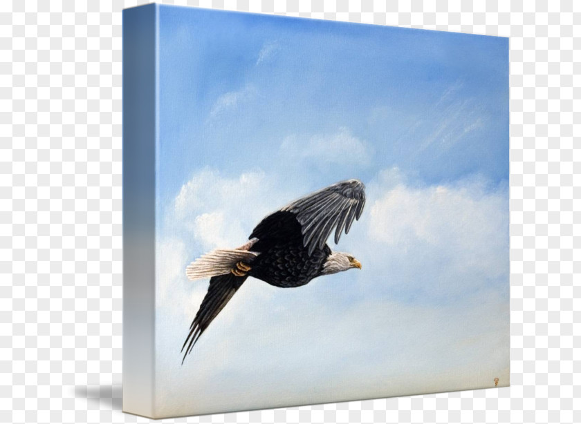 Feather Bald Eagle Vulture Advertising Stock Photography Beak PNG