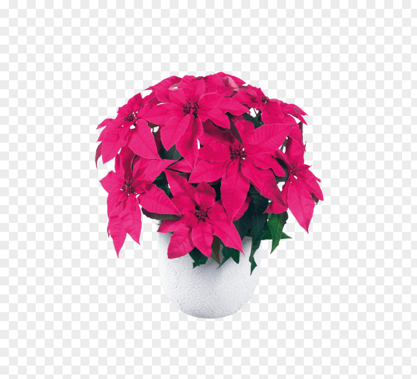 Flower Poinsettia Cut Flowers Spurges Pink PNG