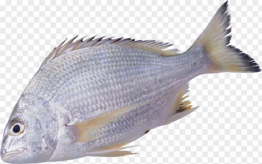 Mattresse Fish PNG