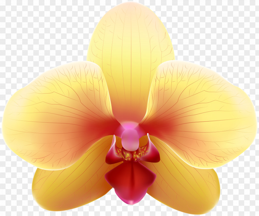 Orchid Flowers Moth Orchids Clip Art PNG